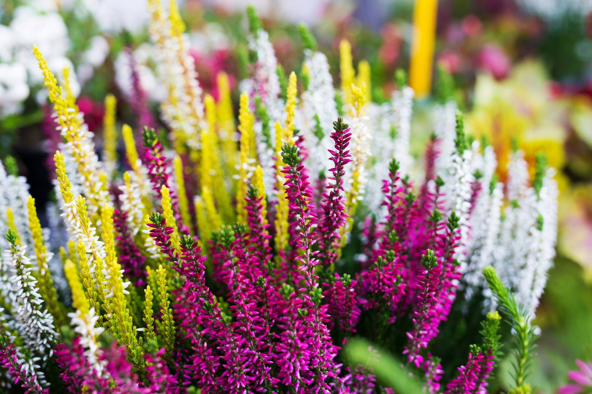 Flowers in florist shop