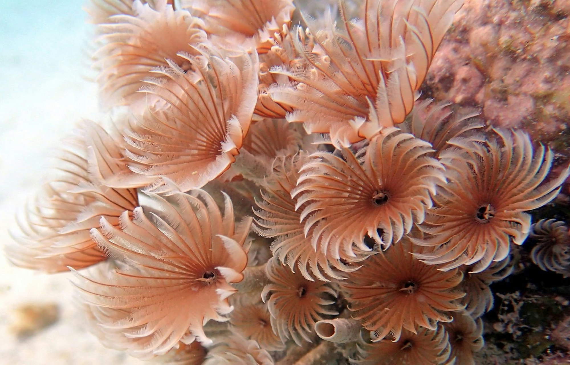 Scuba diving, underwater photography. Colorful underwater coral reef scene